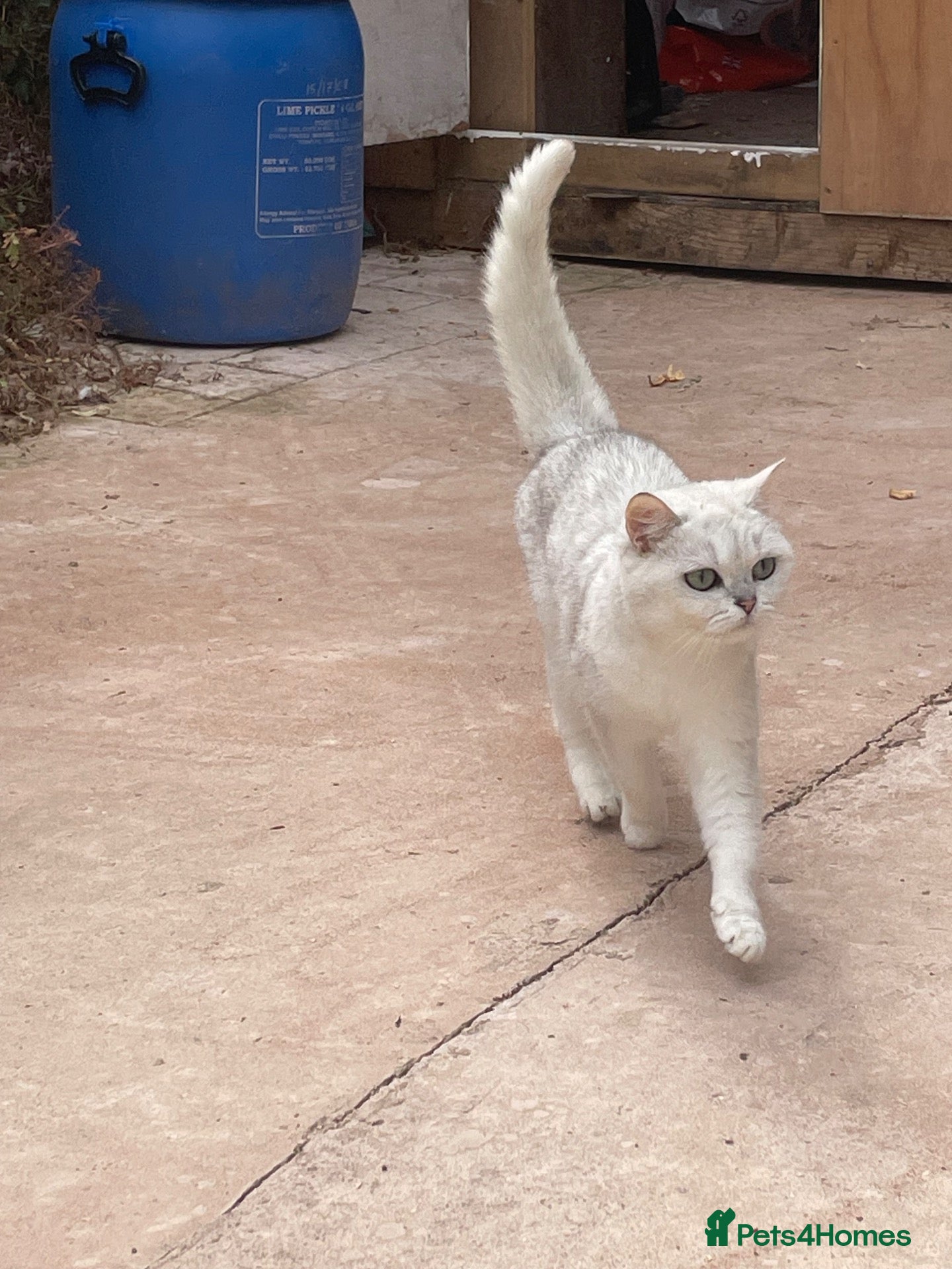 British Shorthair cats Gccf reg female  - Advert 13