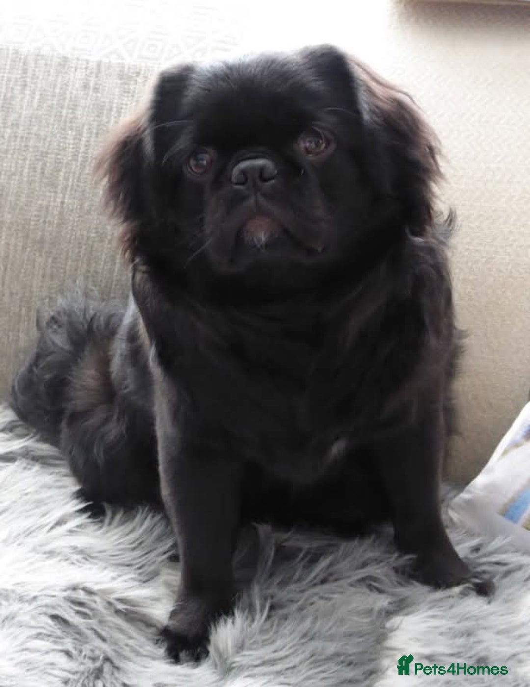 Pug dogs for stud: FLUFFY PUG STUD Blue Choc Black Tan carrier Husky - Advert 11