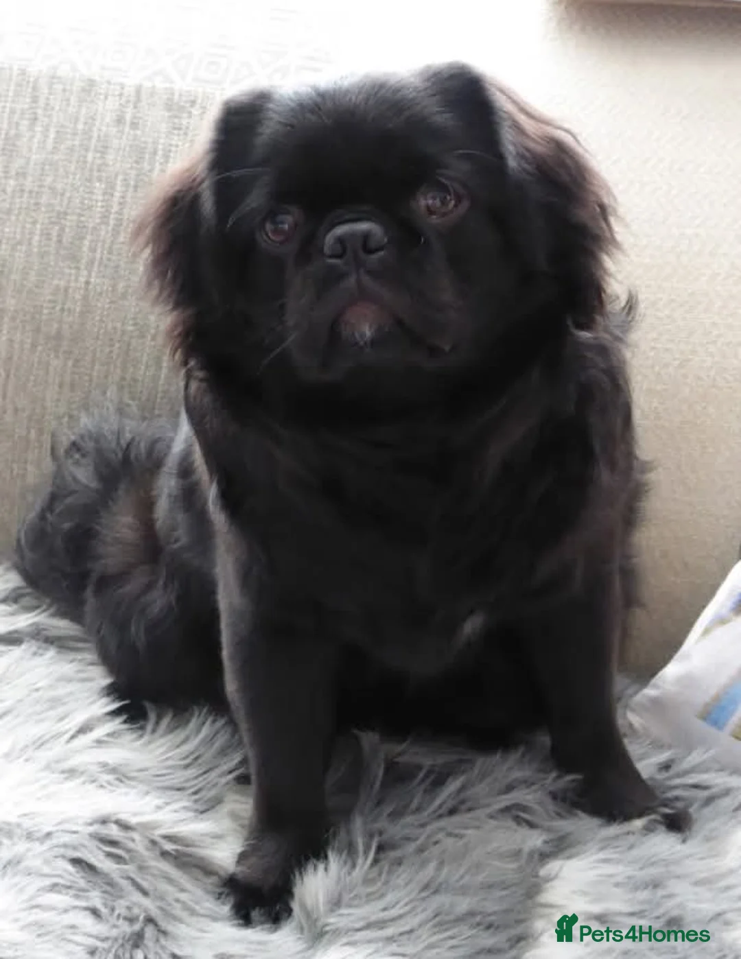 Pug dogs for stud: FLUFFY PUG STUD Blue Choc Black Tan carrier Husky - Advert 17