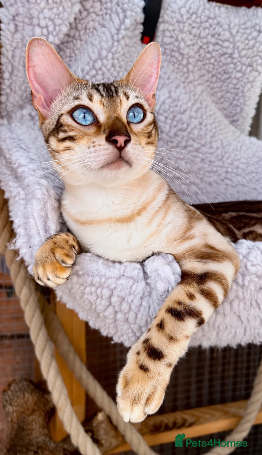 Bengal cats for sale: Snow mink Bengal stunning nirvana aka chicken  - Advert 1