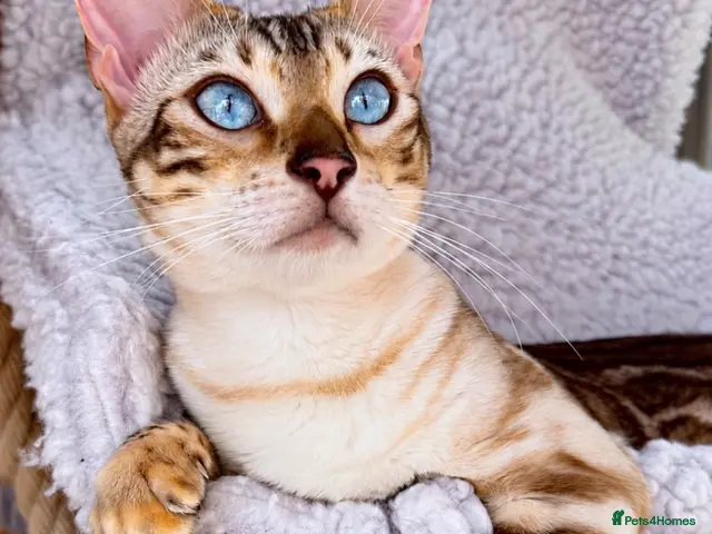 Bengal cats Snow mink Bengal stunning nirvana aka chicken - Advert 1