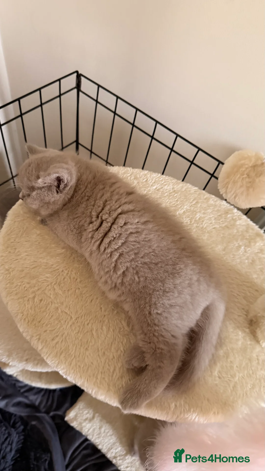 British Shorthair cats for sale: British Short hair and Scotish Fold - Advert 20