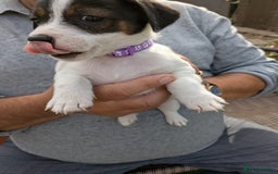 Jack Russell dogs for sale: Jack Russel puppies  - Image 4