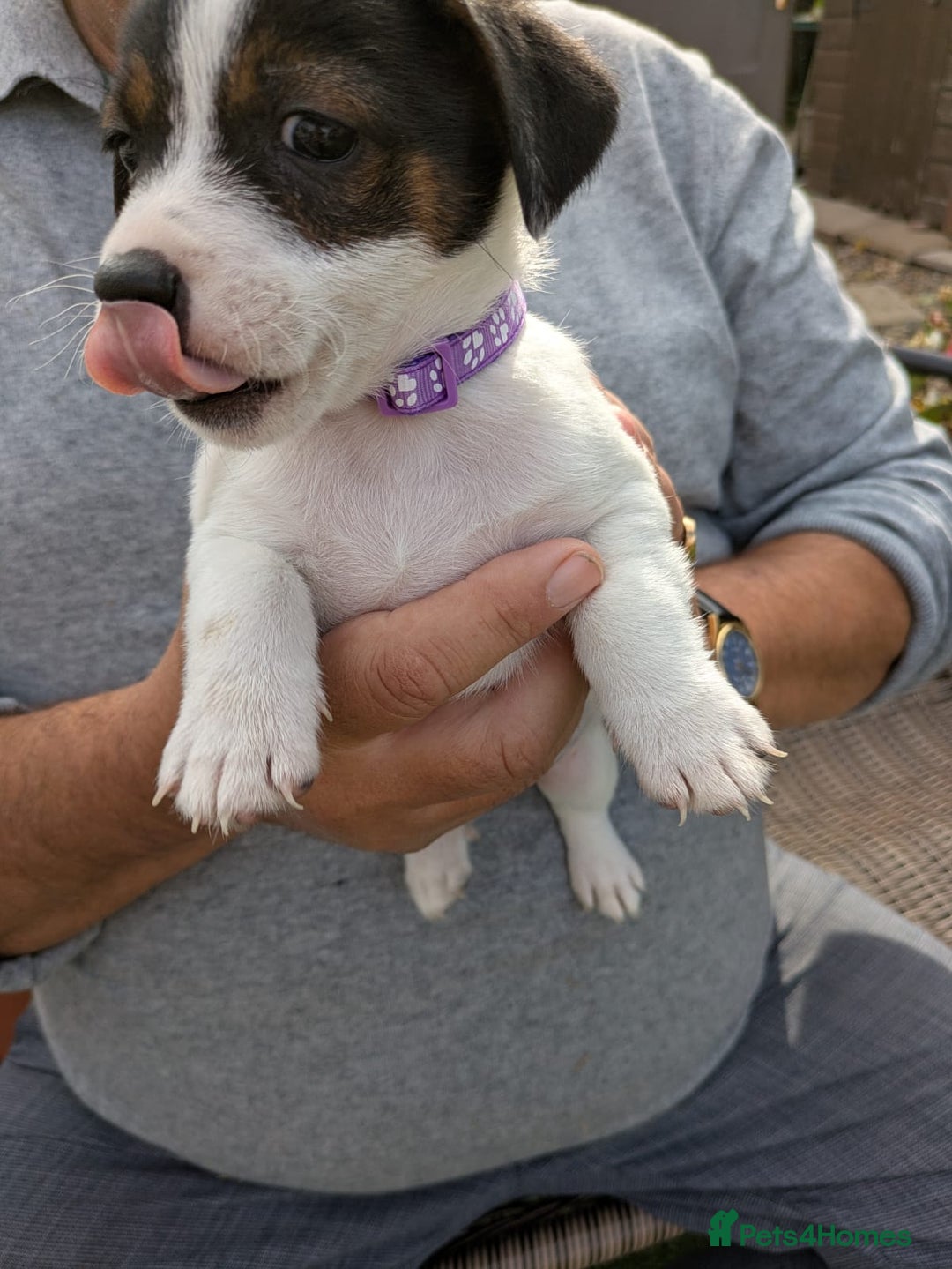 Jack Russell dogs for sale: Jack Russel puppies  - Image 4