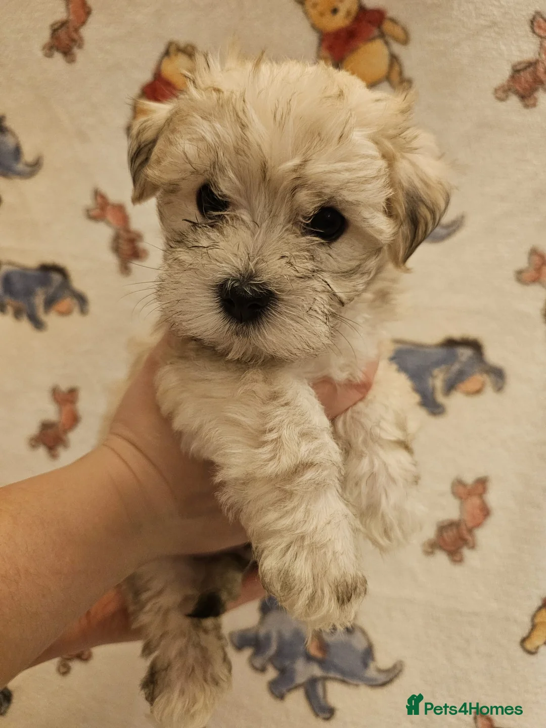 Maltese dogs for sale: Maltese puppies  - Advert 1