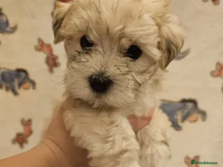 Maltese dogs Maltese puppies - Advert 6