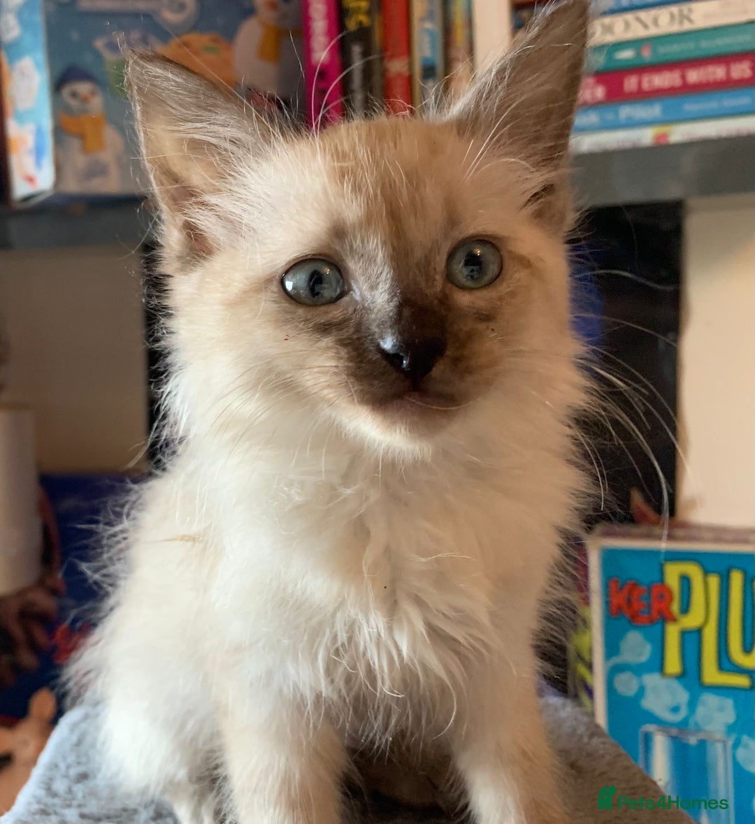 Ragdoll cats for sale: Ragdoll male kitten - Image 1