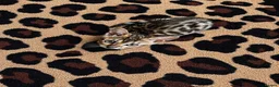 Bengal cats for sale: 2 bengal tiger  cubs for sale  - Advert 16