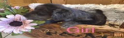 Jackapoo dogs for sale: Mr steven wilson - Advert 19