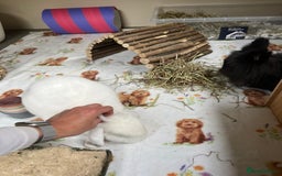 Lionhead rabbits for sale: Two bonded rabbits for rehoming  - Image 3