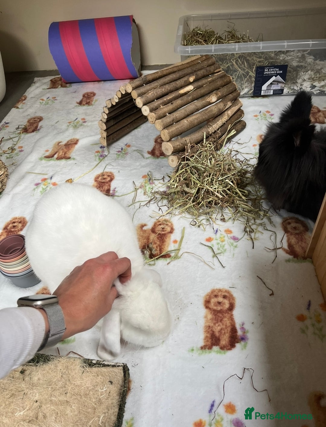 Lionhead rabbits for sale: Two bonded rabbits for rehoming  - Image 3