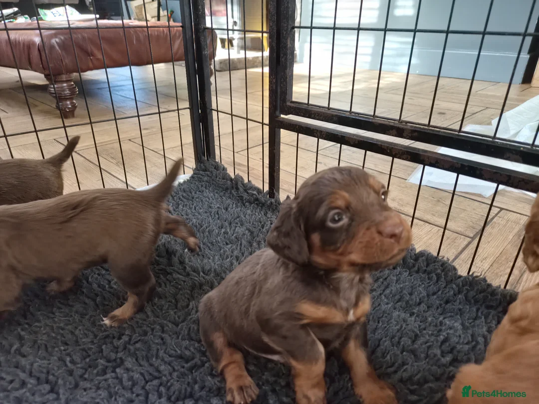 Cocker Spaniel dogs for sale: KC Registered Working Cocker Spaniels - Advert 13