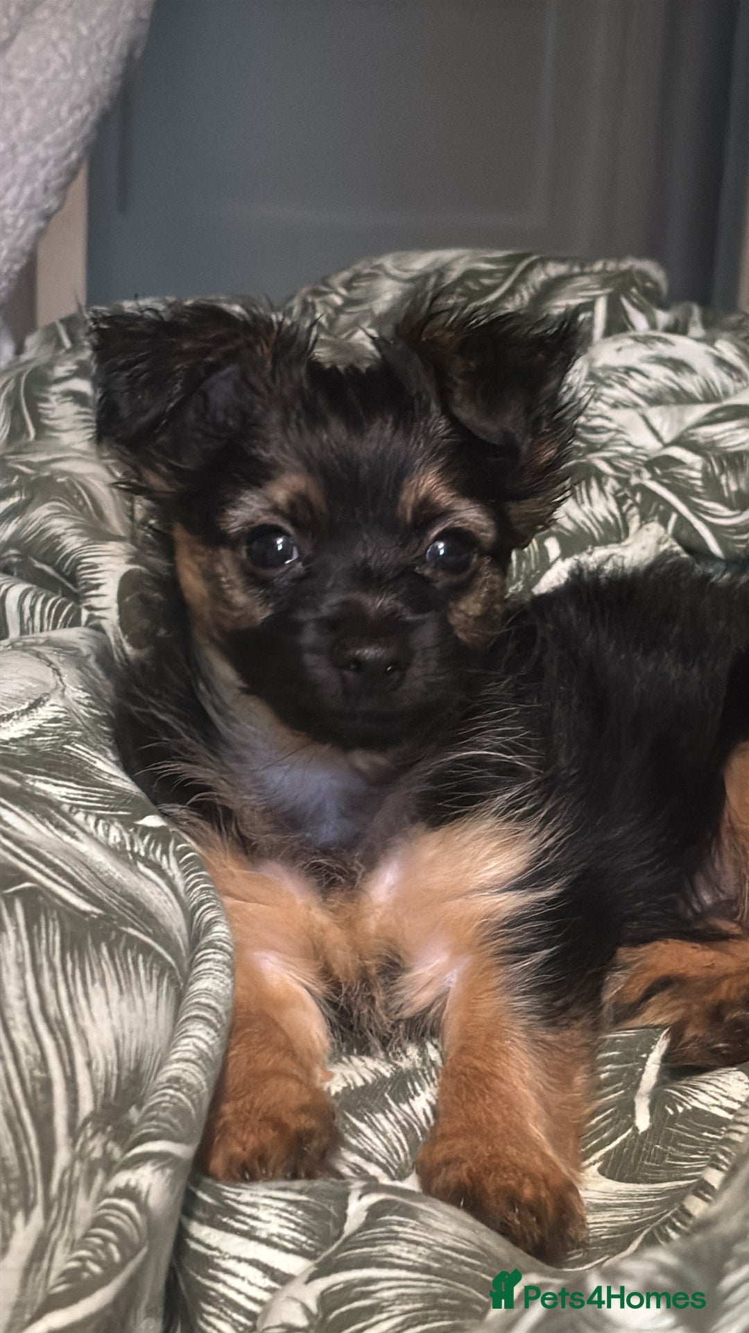 Yorkshire Terrier dogs for sale: Miss Jonson  - Image 5