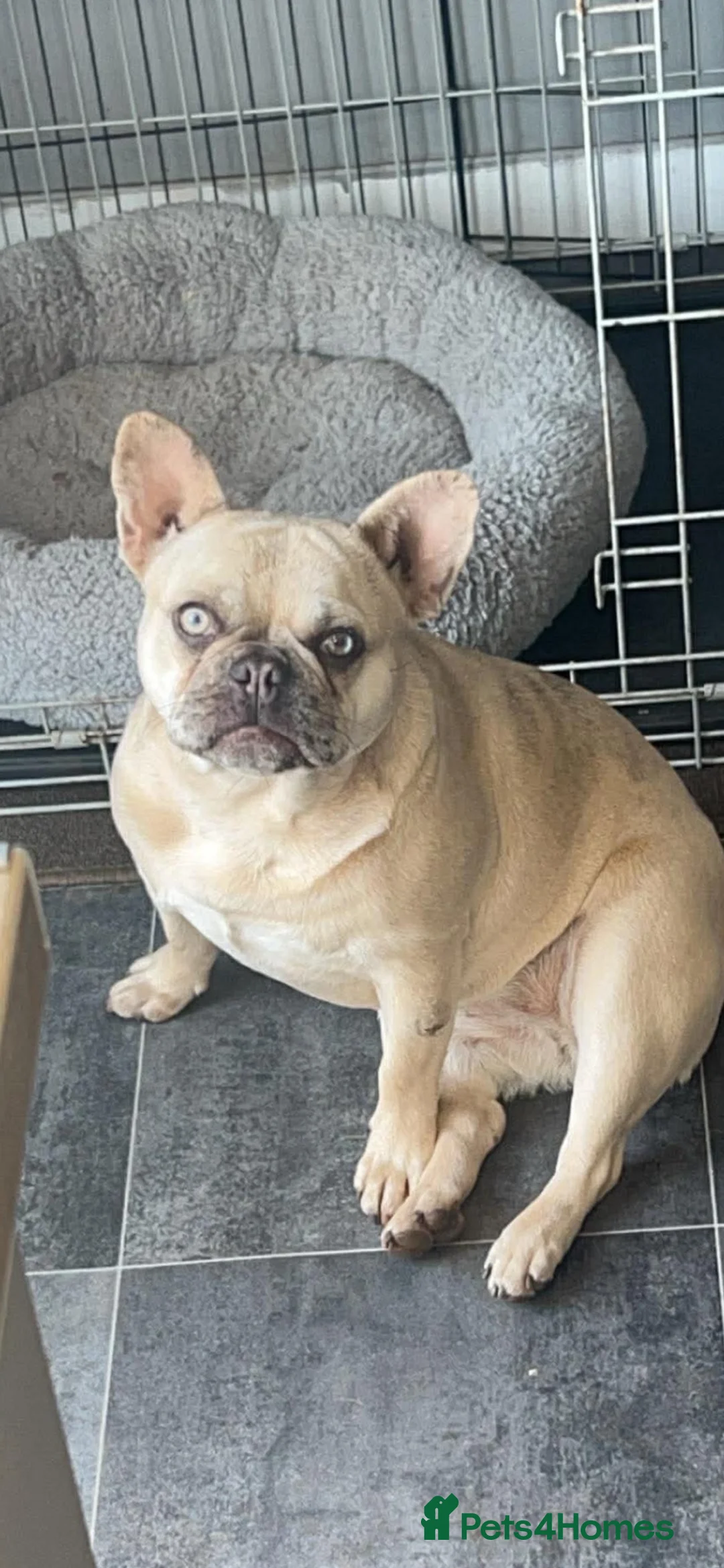 French Bulldog dogs for sale: Female Frenchie for sale  - Advert 1