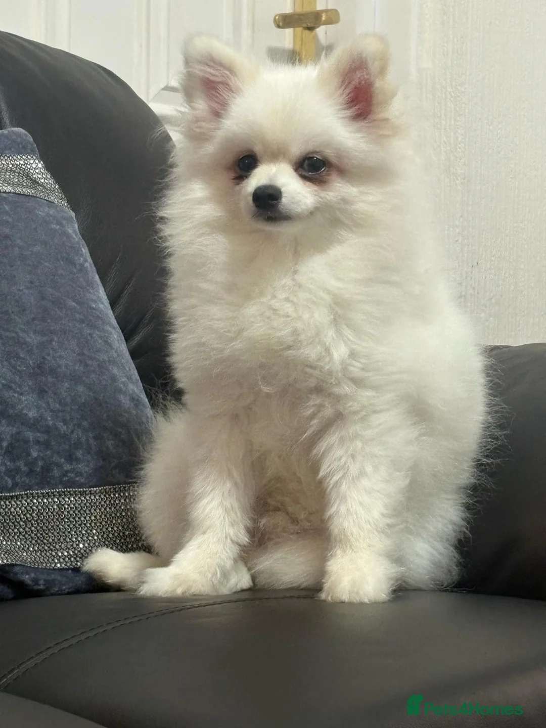 Pomeranian dogs for sale: Stunning little Pomeranian KC white Boy - Advert 9