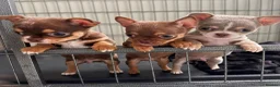 Chihuahua dogs for sale:  Very small chihuahua puppies - Advert 13