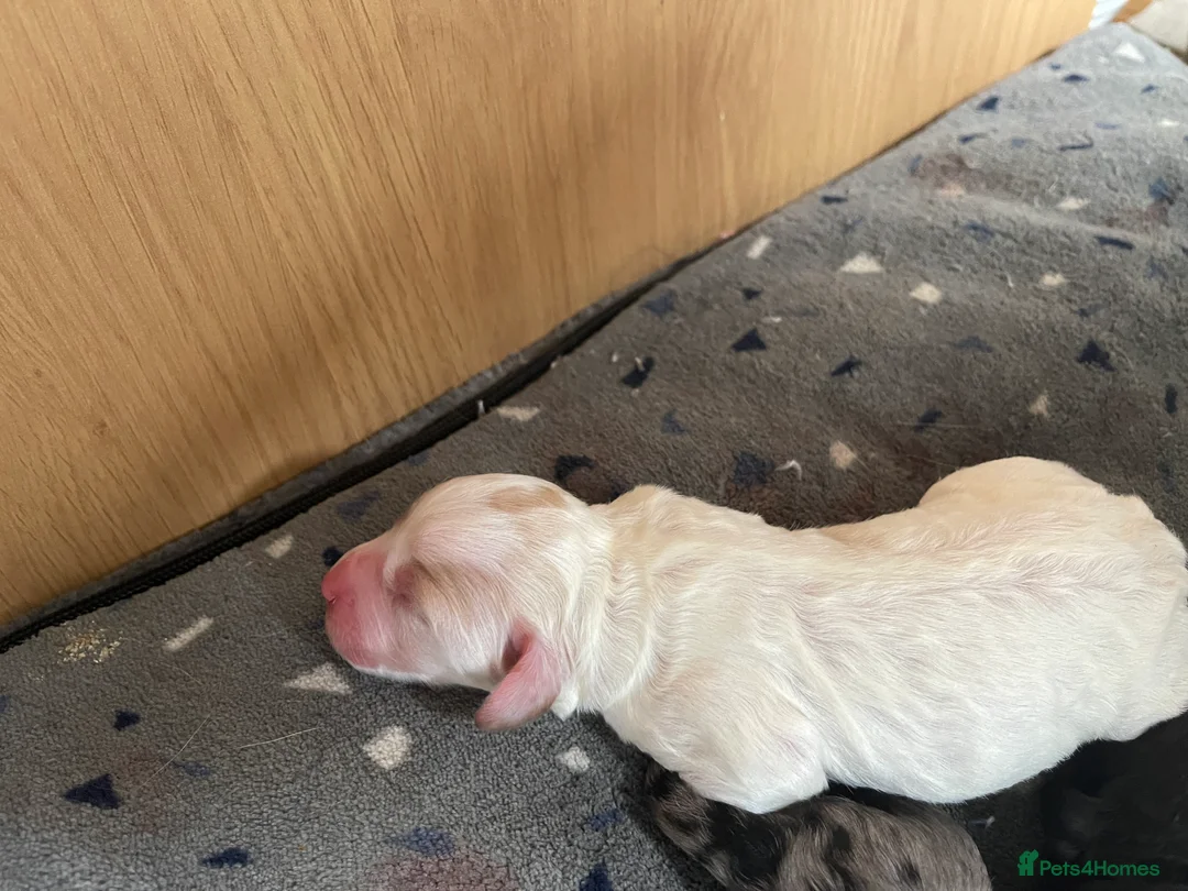 Toy Poodle dogs for stud: KC PROVEN toy poodle male for stud in Gerrards Cross - Advert 14