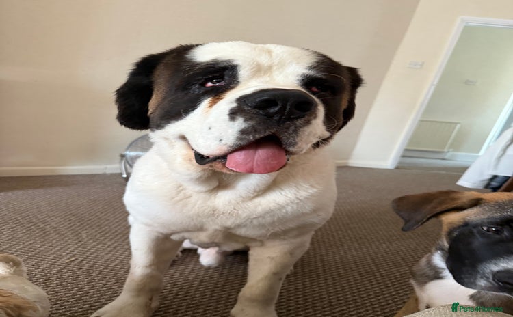 Saint Bernard dogs - Advert 16