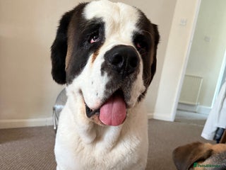 Saint Bernard dogs - Advert 2