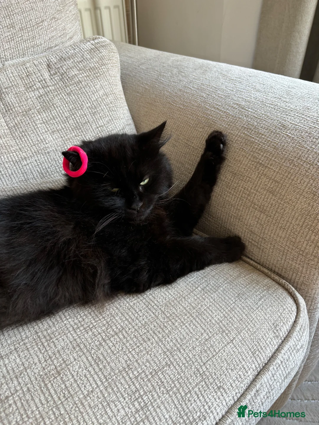 Domestic Shorthair cats for sale: 4 year old male cat in Runcorn - Advert 1