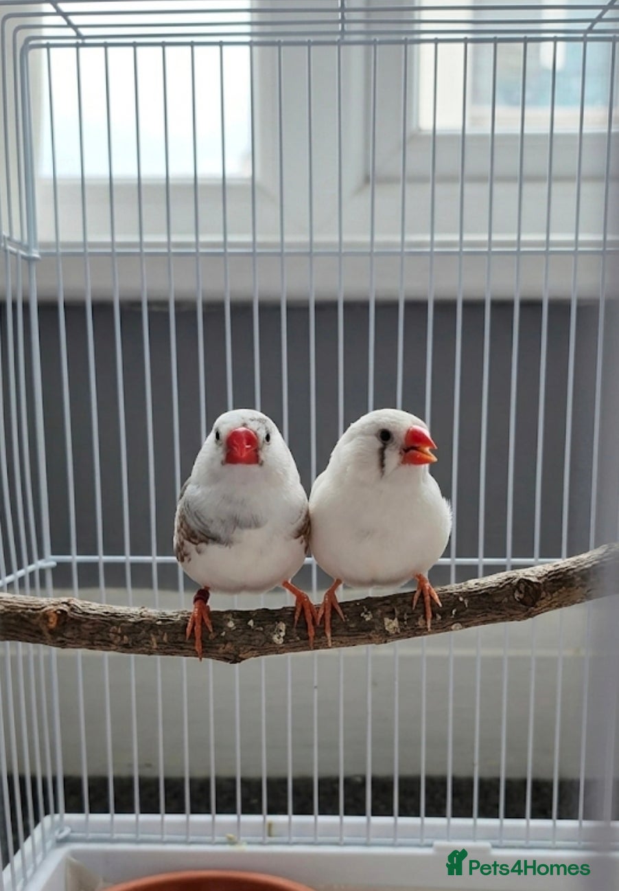 Finches birds Zebra finches  3 for £40 - Advert 17