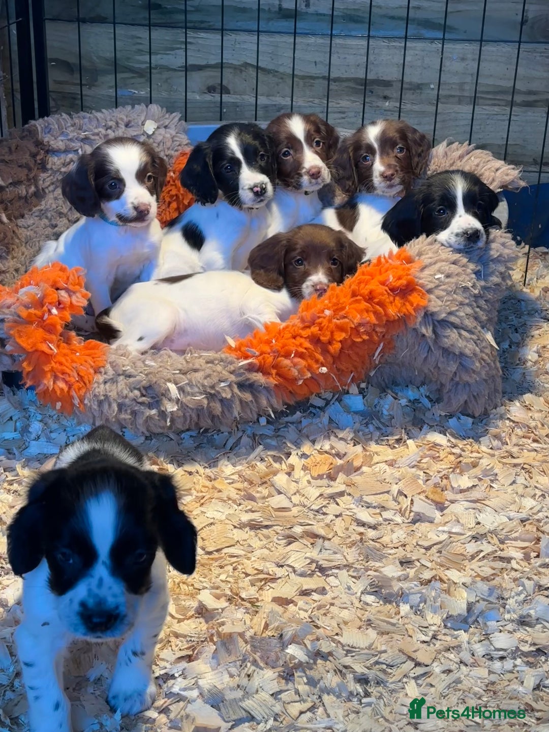 English Springer Spaniel dogs for sale: KC English Springer spaniel puppies  - Advert 1