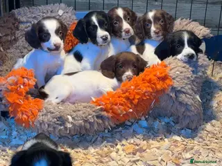 English Springer Spaniel dogs KC English Springer spaniel puppies - Advert 9