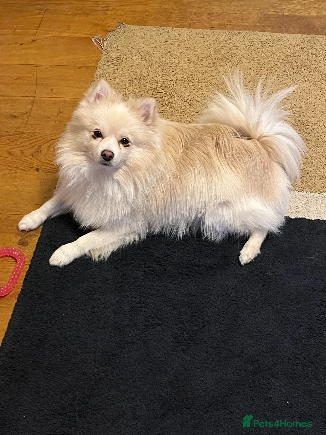 Pomeranian dogs for stud: Pomeranian for stud  - Advert 11