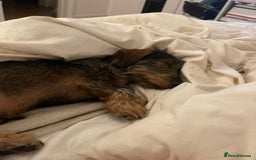 Miniature Dachshund dogs for stud: Looking for wife! Mini Wirehaired Dachshund - Image 17