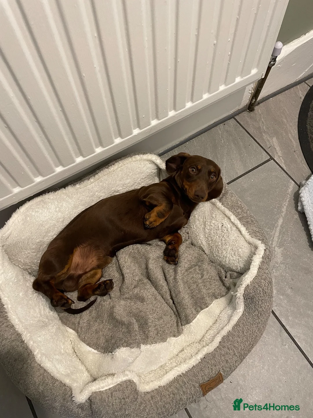 Miniature Dachshund dogs for stud: Miniature dachshund for stud  - Advert 2