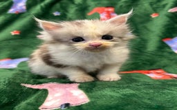 Maine Coon cats for sale: Gorgeous Registered Maine Coon Kittens  - Image 5