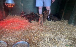 Belgian Shepherd Dog dogs for sale: Litter  - Image 22