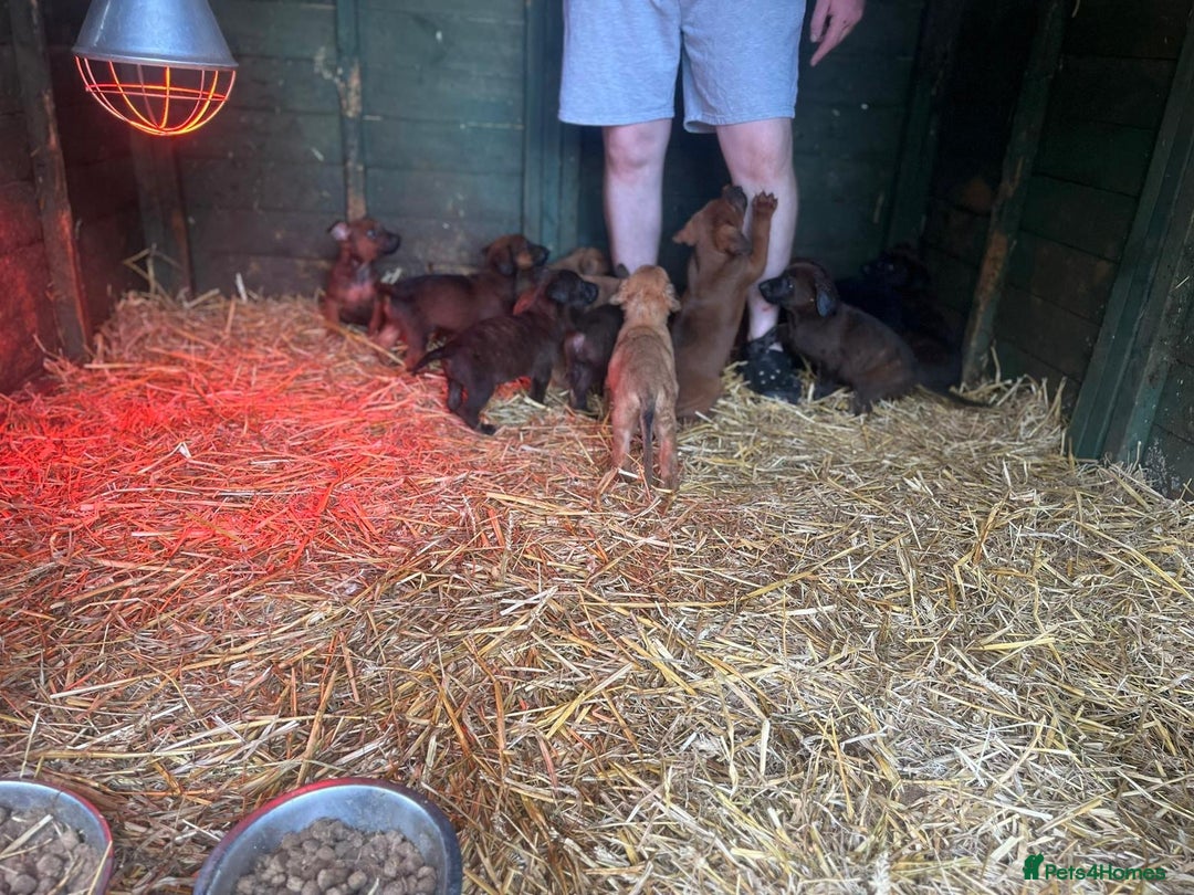 Belgian Shepherd Dog dogs for sale: Litter  - Image 22