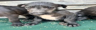 Deerhound 10