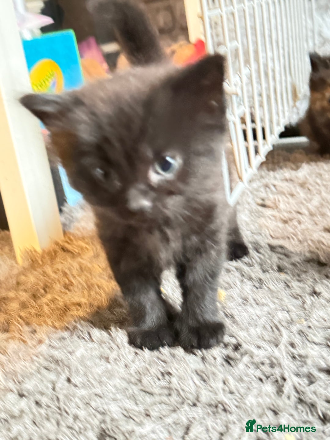 Mixed Breed cats for sale: 5 kittens  - Advert 15
