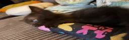 Mixed Breed cats for sale: Black kittens with Ghost stripes  - Advert 9