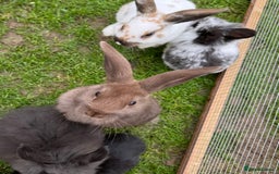 Mixed Breed rabbits for sale: Litter of rabbits - English spot cross lion head - Image 1
