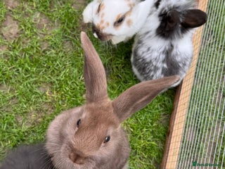 Mixed Breed rabbits for sale - Advert 1