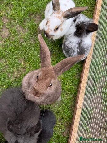 Mixed Breed rabbits Litter of rabbits - English spot cross lion head - Advert 2