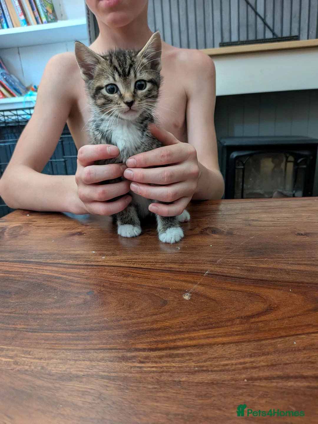 Mixed Breed cats for sale: 3 kittens for sale  in Birmingham - Advert 2
