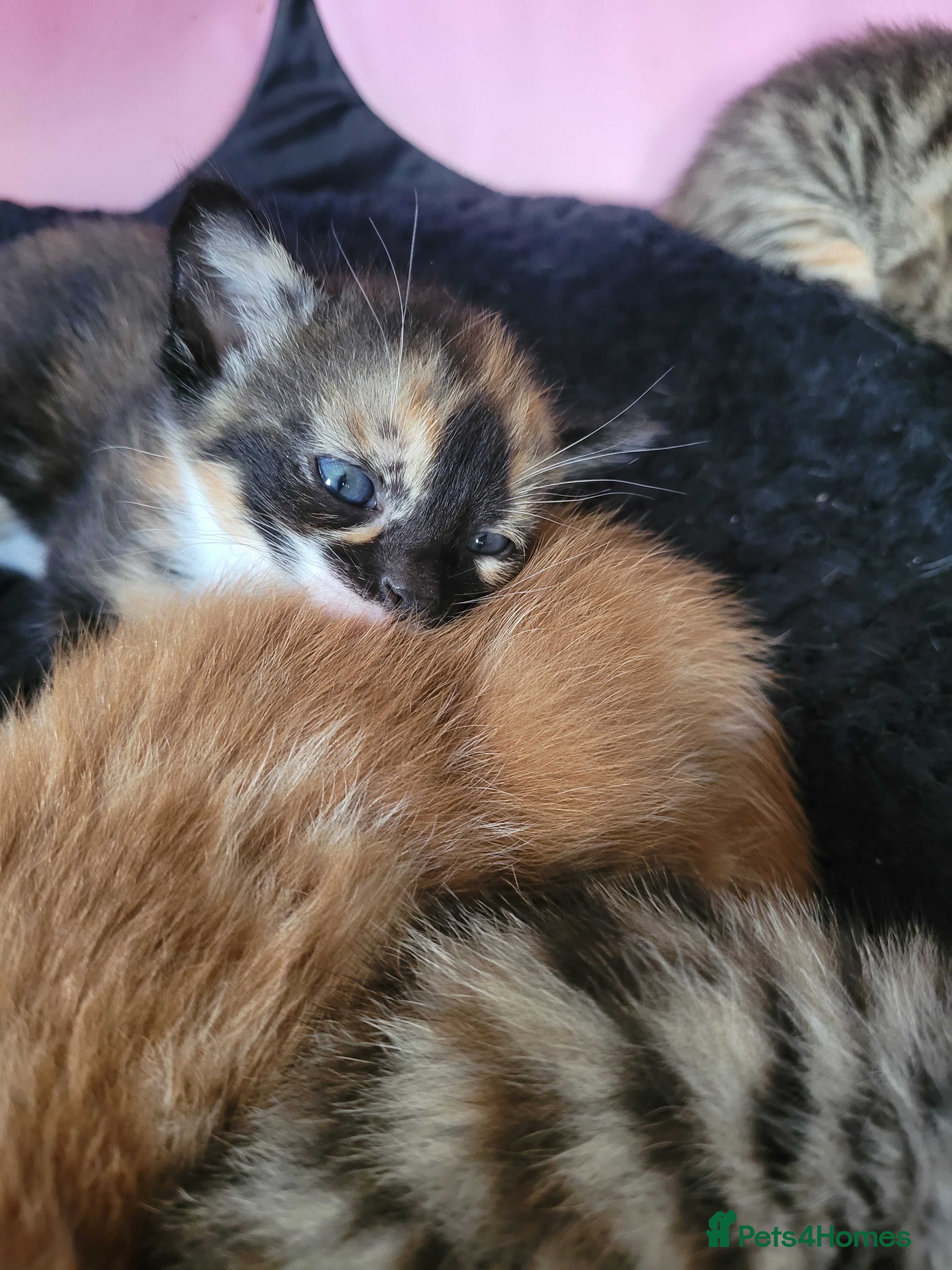 Mixed Breed cats for sale: 2 beautiful calico girls  - Advert 2