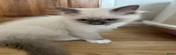 Ragdoll cats for sale: GCCF registered Ragdoll kittens 🐈  - Advert 11