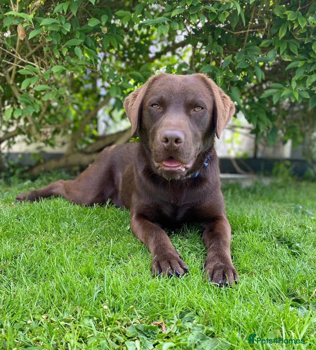 Labrador Retriever dogs for sale: 🌟🌟5 stars Chunky Chocolate Labradors 🌟🌟 - Advert 2
