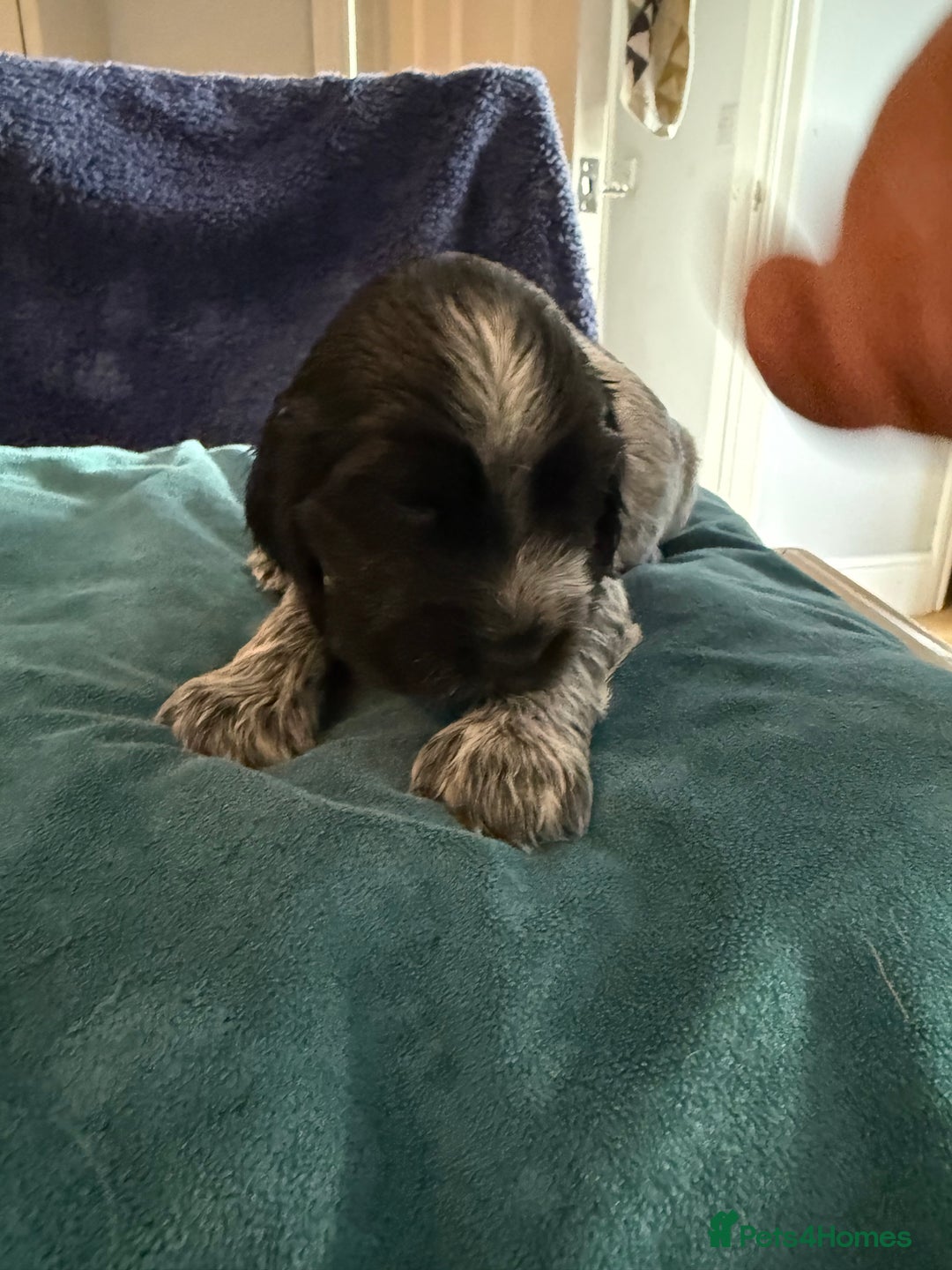 Cocker Spaniel dogs for sale: KC Registered Show Cockers - Image 8