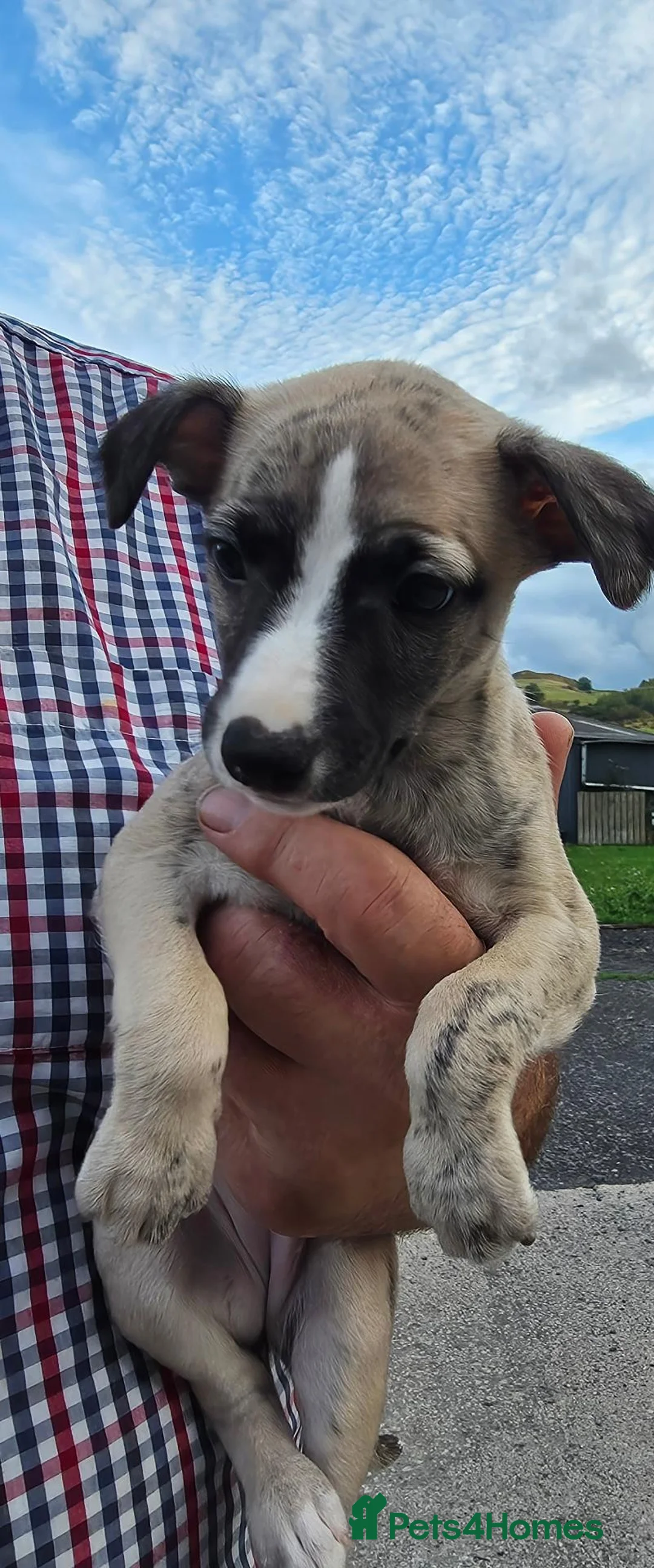 Whippet dogs for sale: Beautiful whippets  - Advert 2