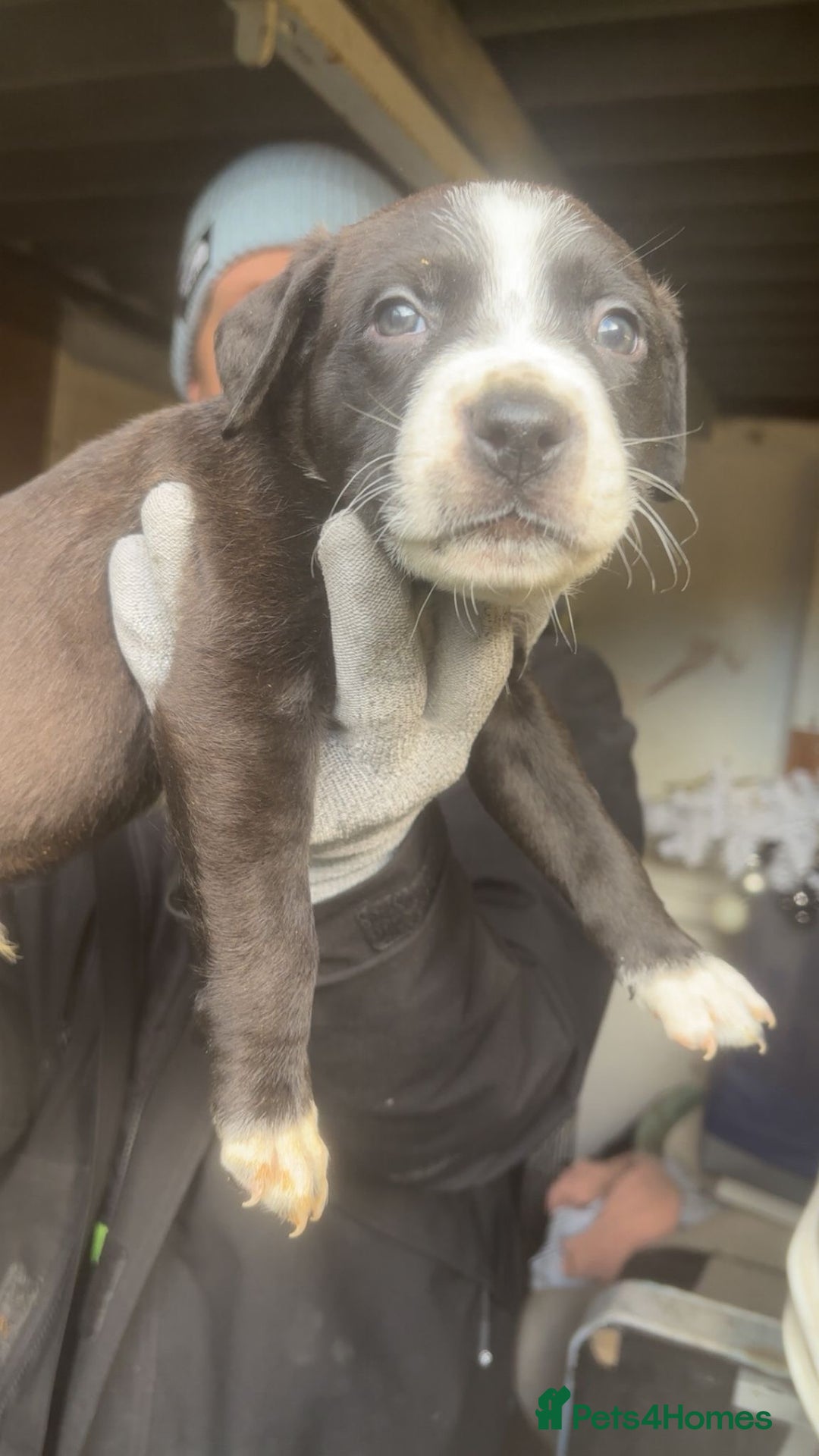 Mixed Breed dogs for sale: Rottiebulls exotic breed  - Advert 9