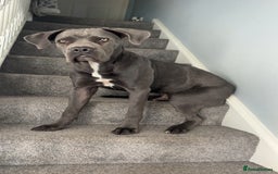Cane Corso dogs for sale: Cane corso - Image 3