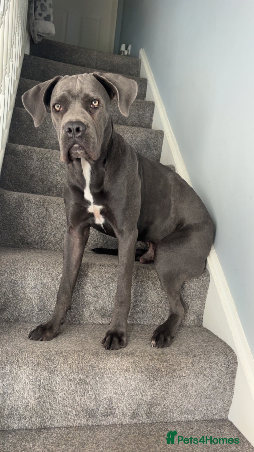 Cane Corso dogs for sale: Cane corso - Image 3