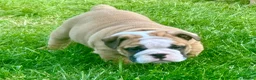 English Bulldog dogs for sale: Stunning red/white kc reg English bulldog puppies  - Advert 8