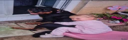Rottweiler dogs for sale: Champion Bloodline Rottweiler Puppies in Colchester - Advert 2